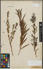 Foto von Salix purpurea L. x Salix viminalis L.